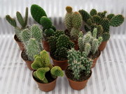 Opuntia Assortment